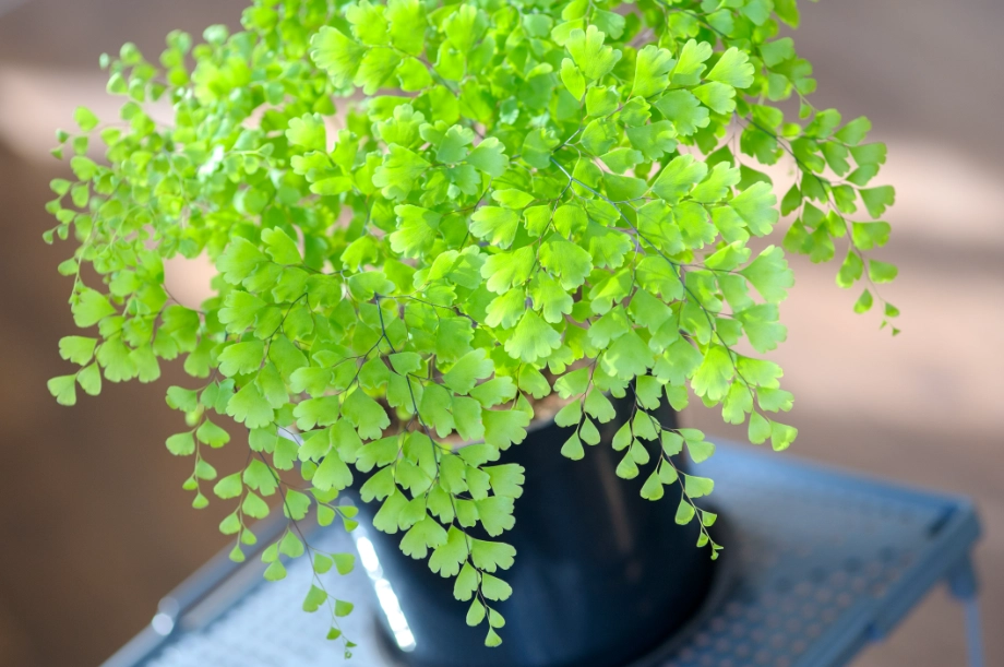 蕨類種植
