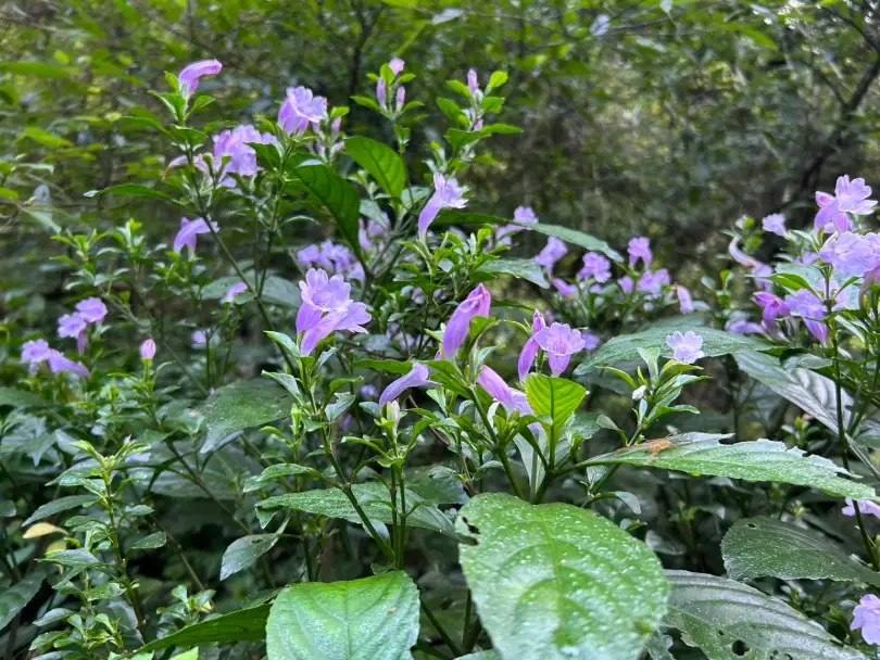 台灣原生植物